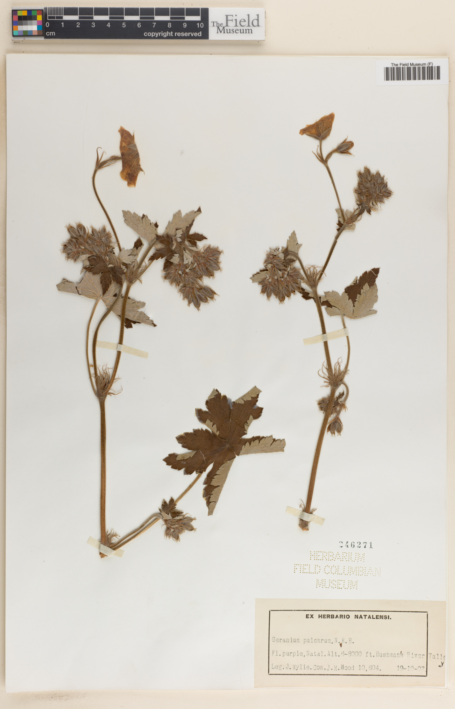 Geranium pulchrum image