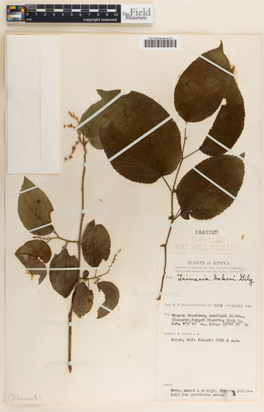 Trimeria grandifolia subsp. tropica image