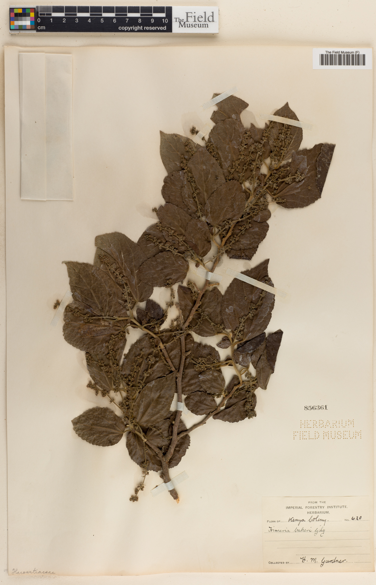 Trimeria grandifolia image