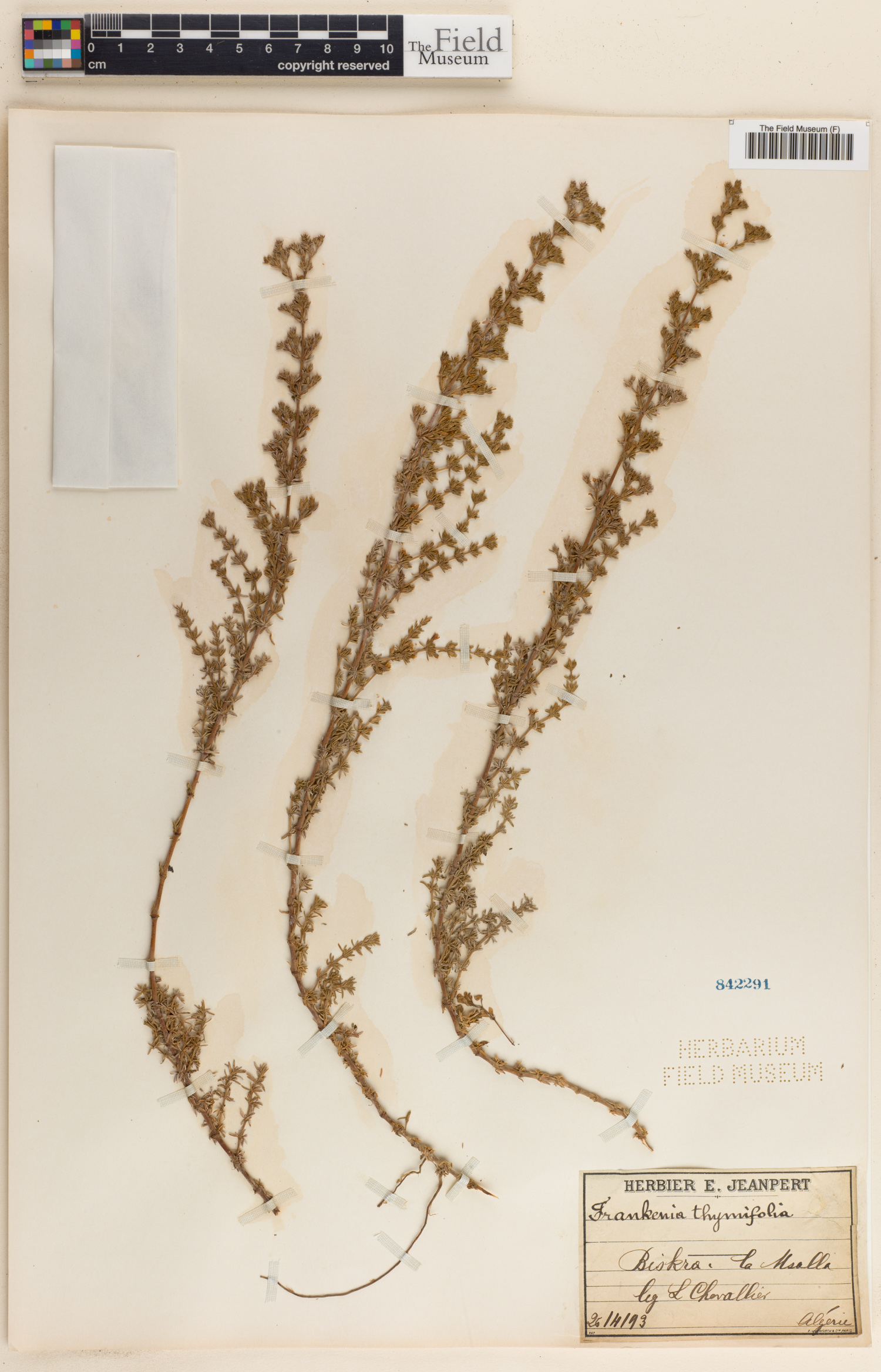 Frankenia thymifolia image