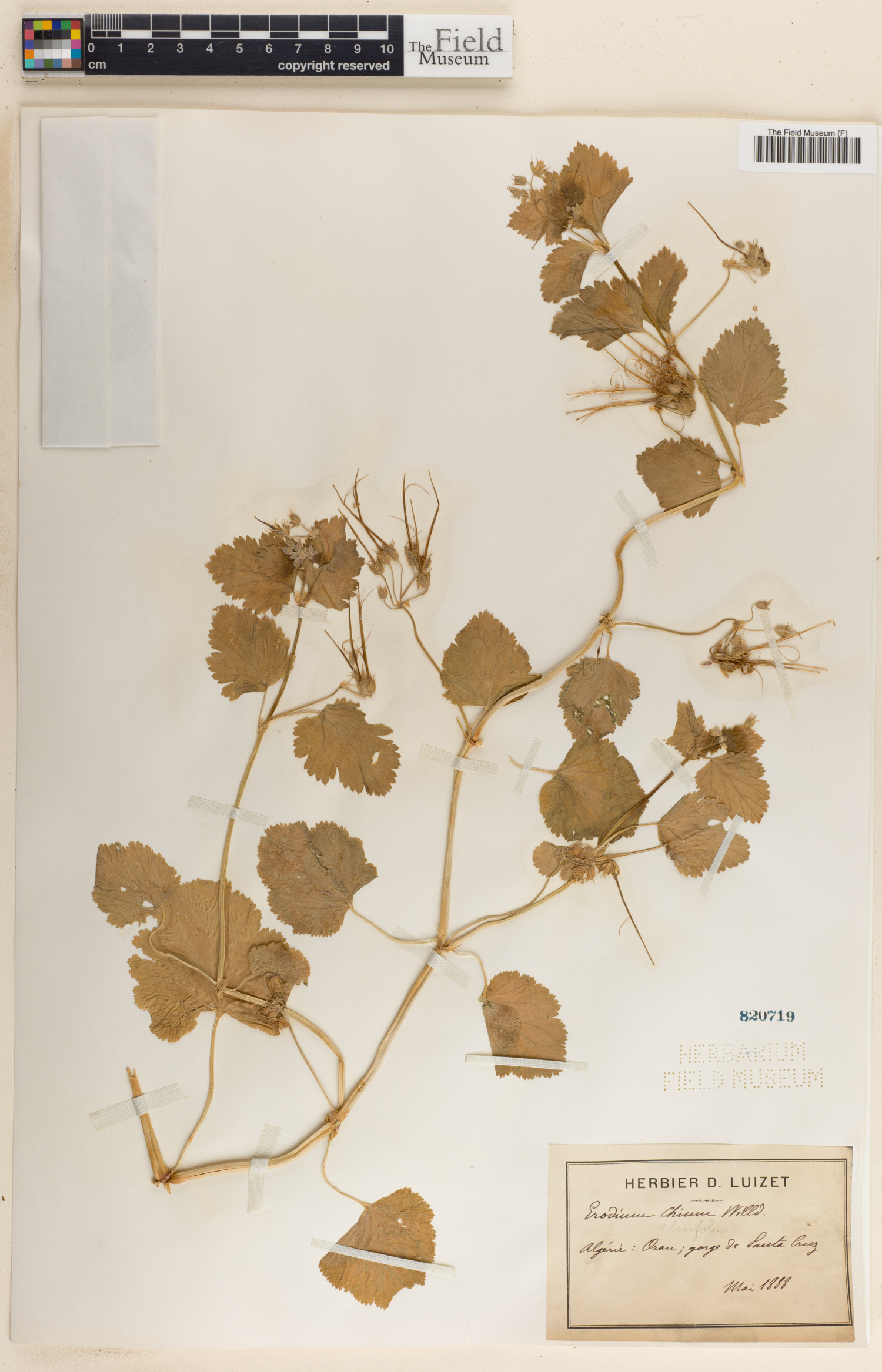 Erodium alnifolium image