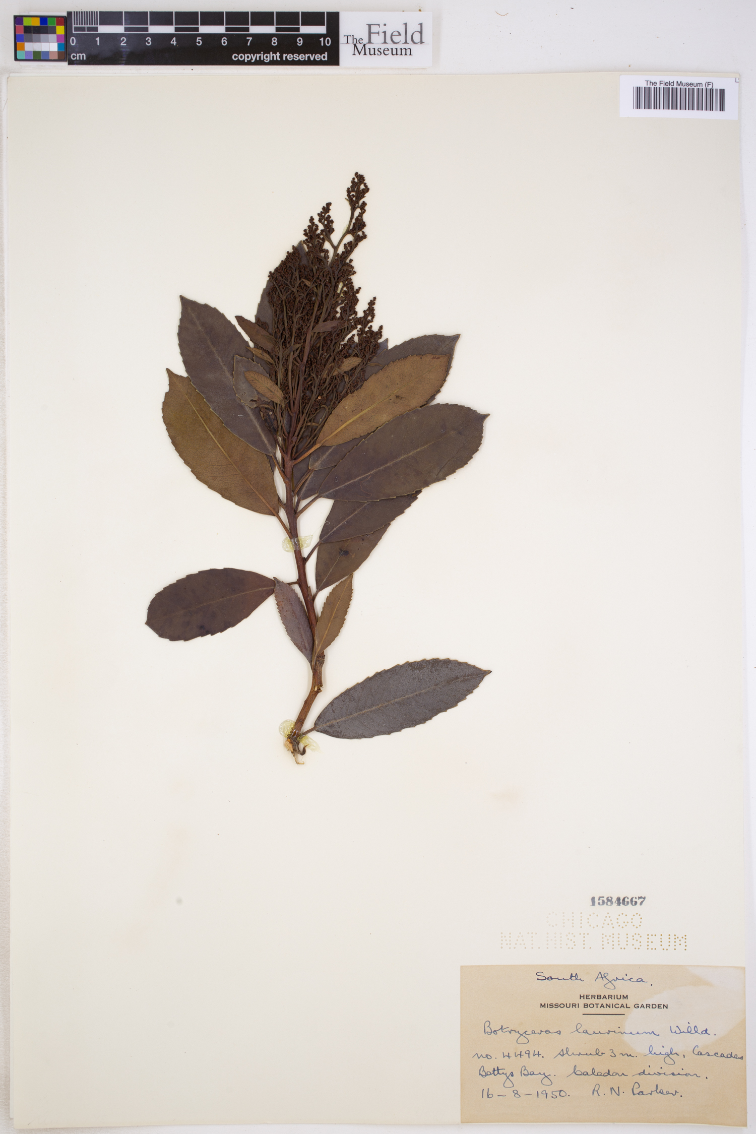 Laurophyllus capensis image