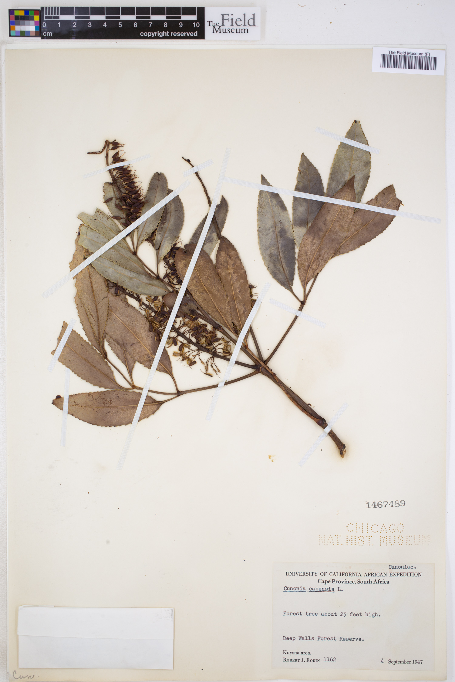 Cunonia capensis image