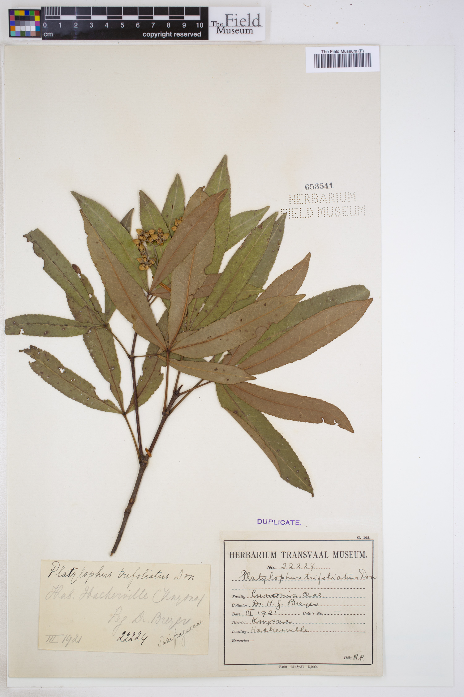 Platylophus trifoliatus image