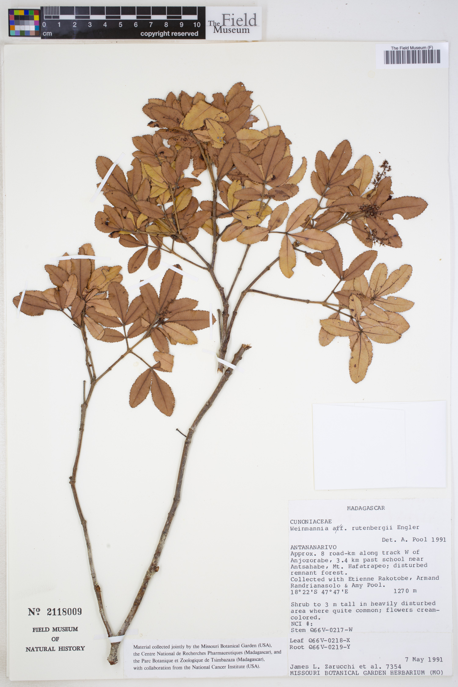 Pterophylla rutenbergii image