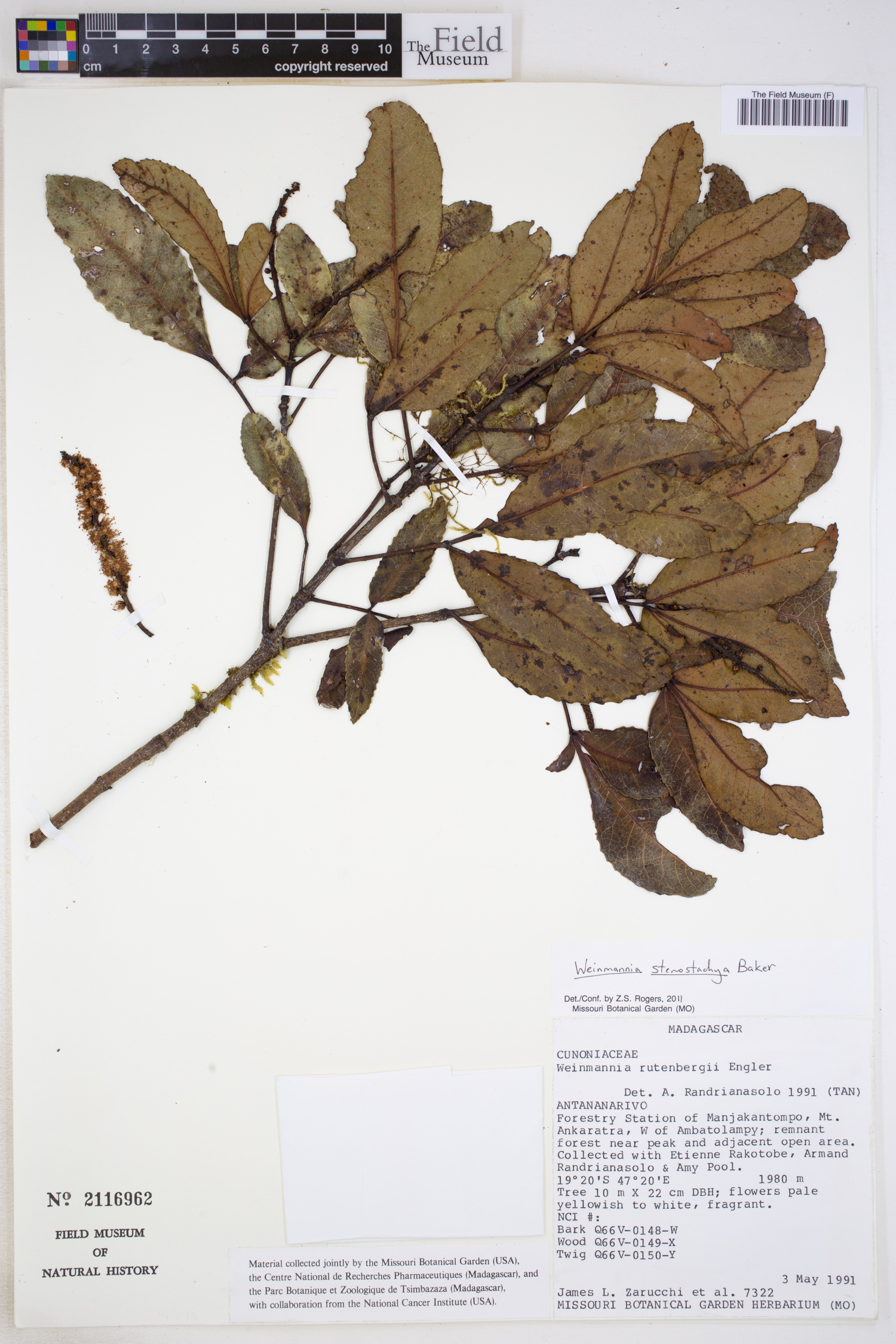 Pterophylla stenostachya image