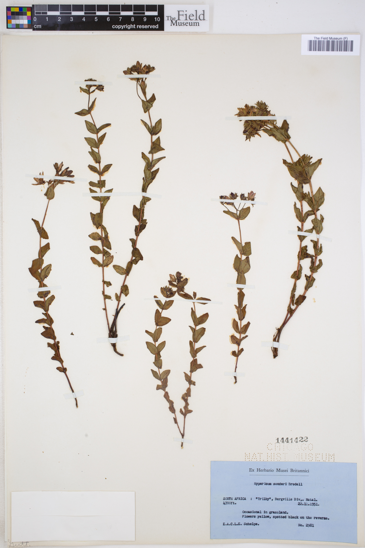 Hypericum aethiopicum subsp. sonderi image
