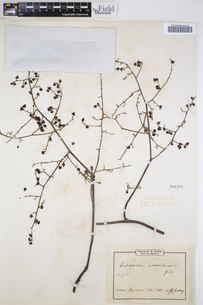 Tetracera alnifolia subsp. alnifolia image