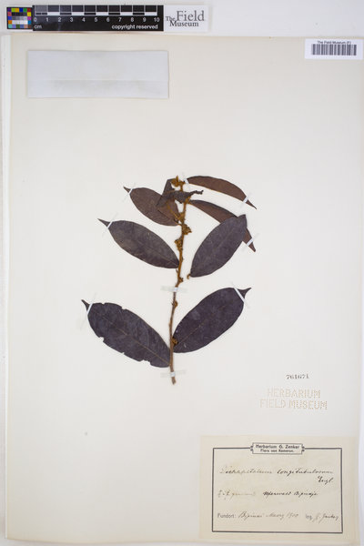 Dichapetalum heudelotii var. longitubulosum image