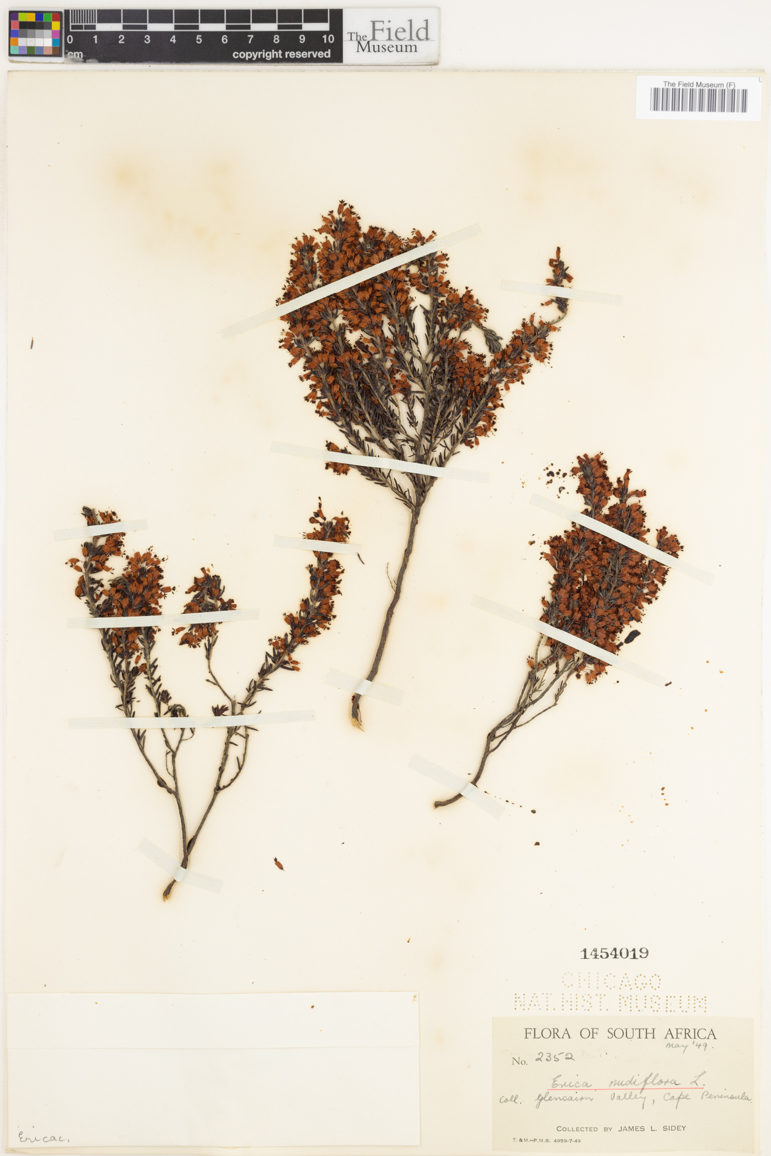 Erica nudiflora image