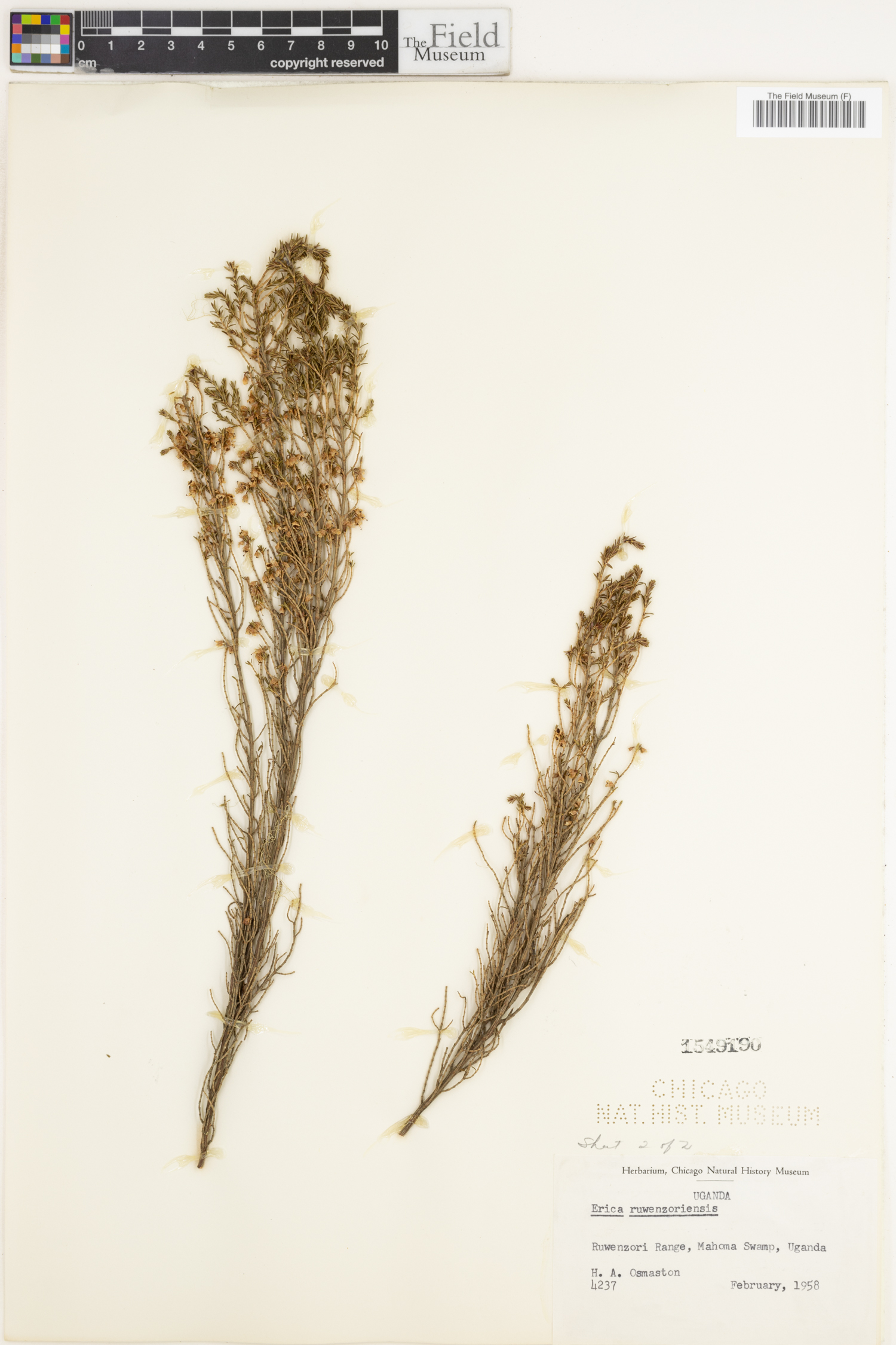 Erica kingaensis subsp. bequaertii image