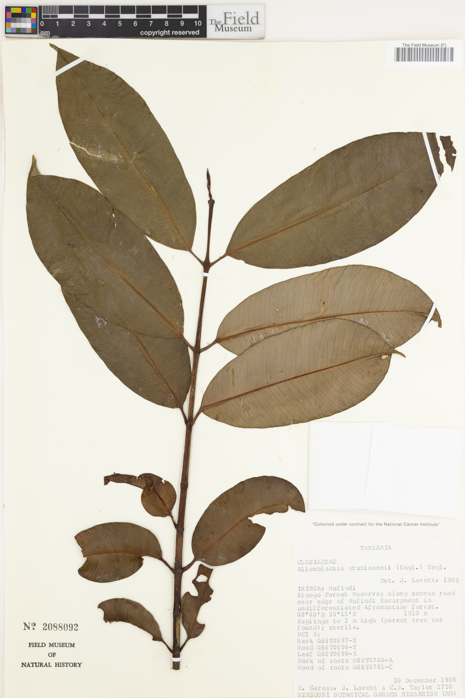 Oxyanthus lepidus image