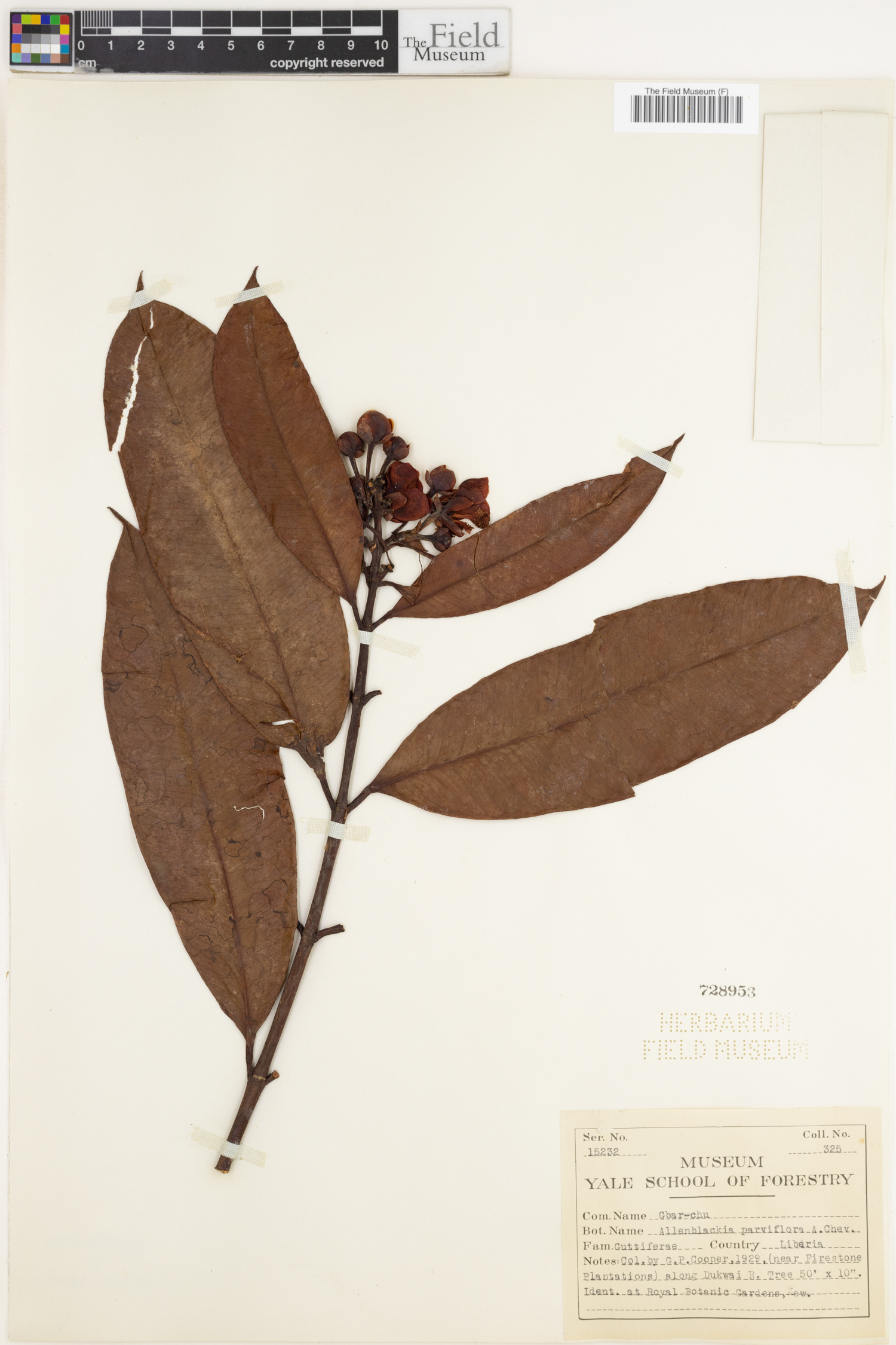 Allanblackia parviflora image