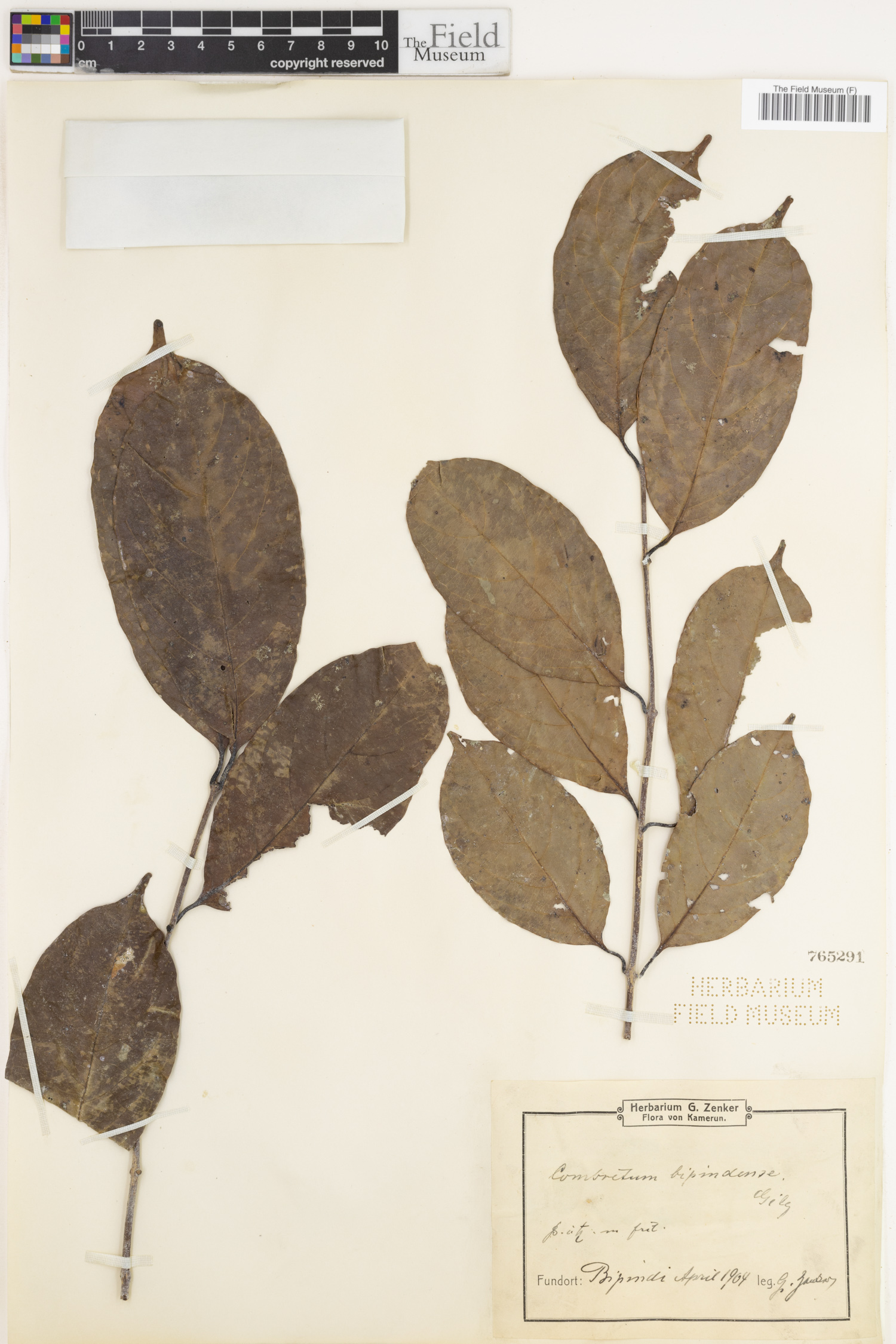 Combretum bipindense image