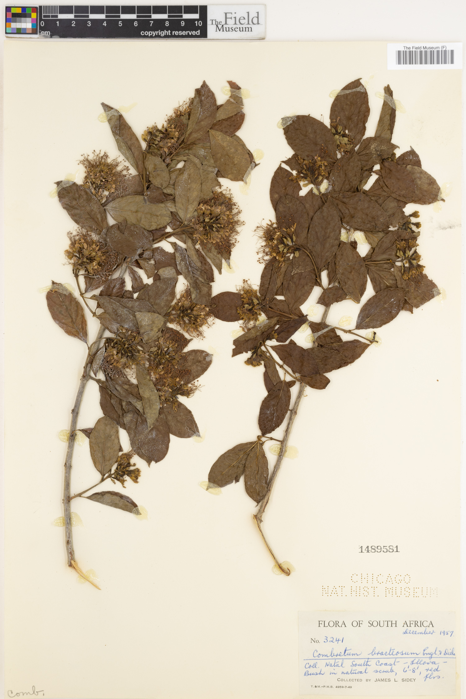 Combretum bracteosum image