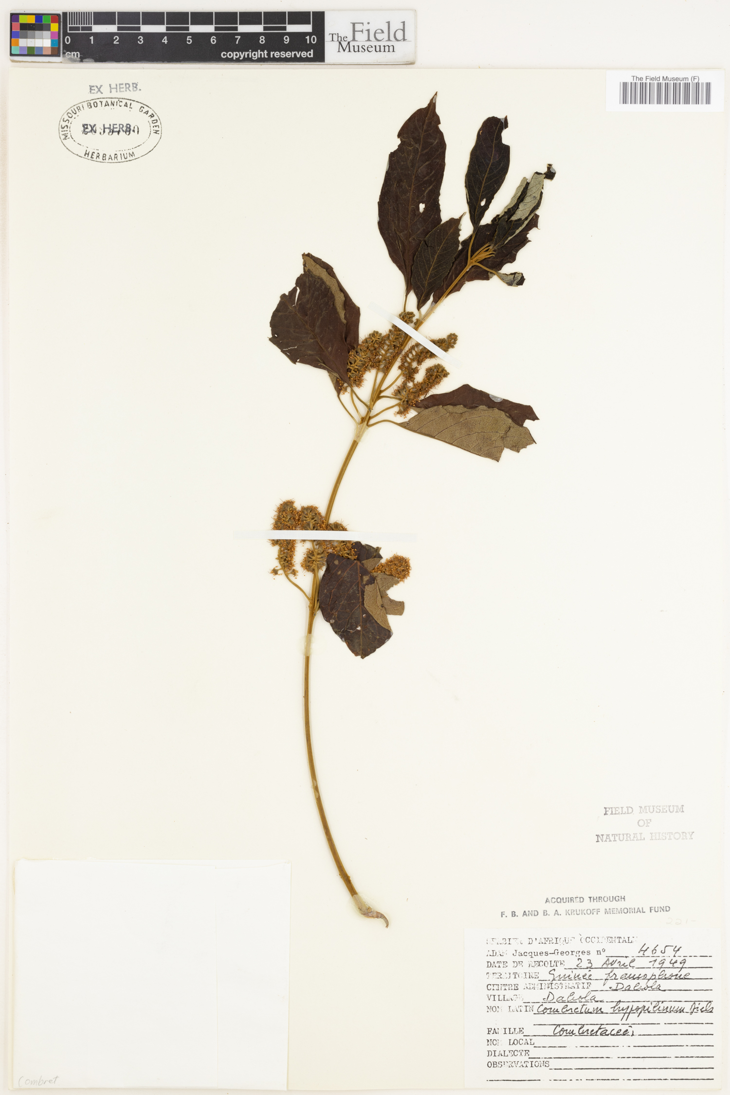 Combretum collinum subsp. hypopilinum image