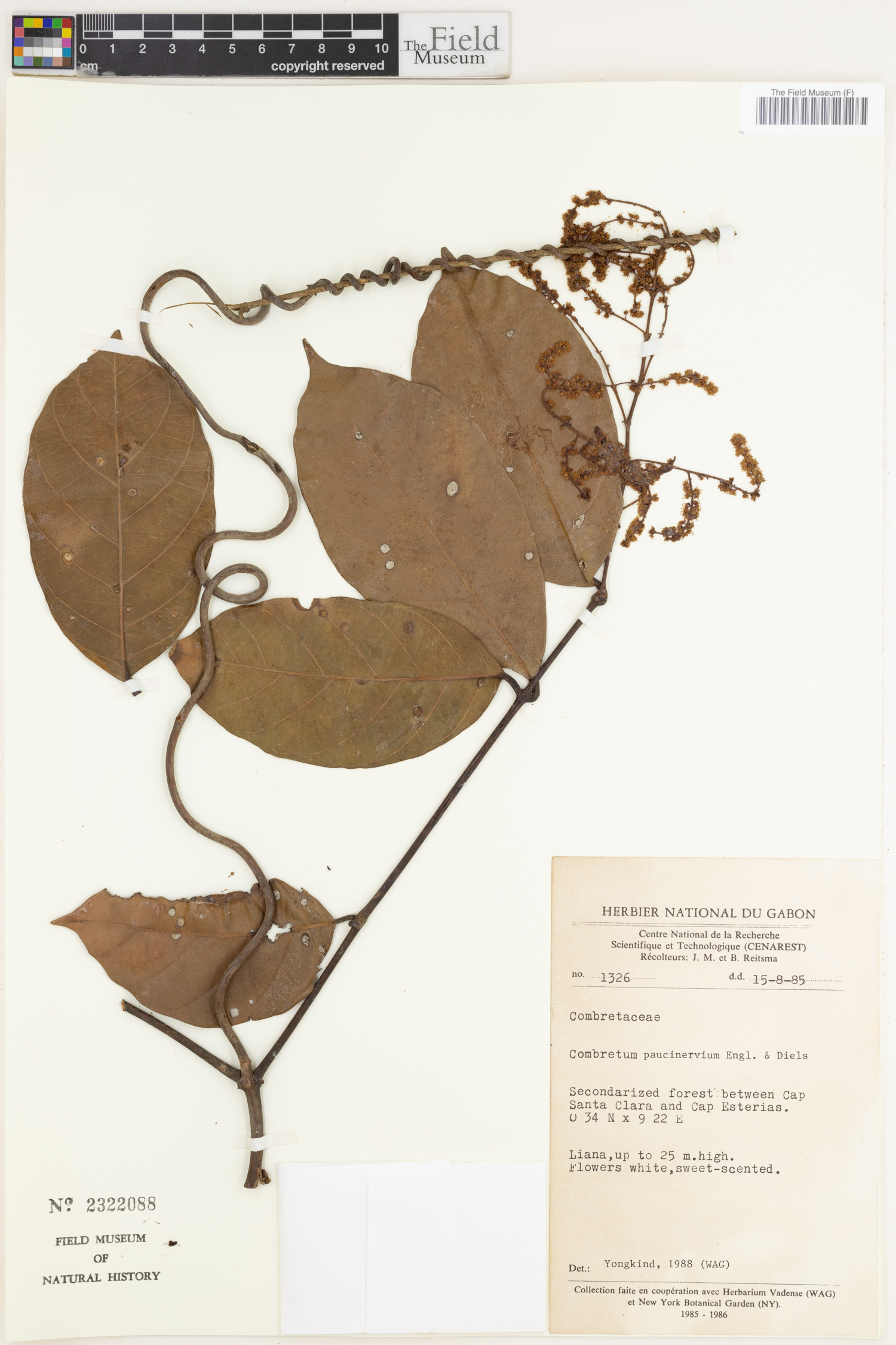 Combretum paucinervium image