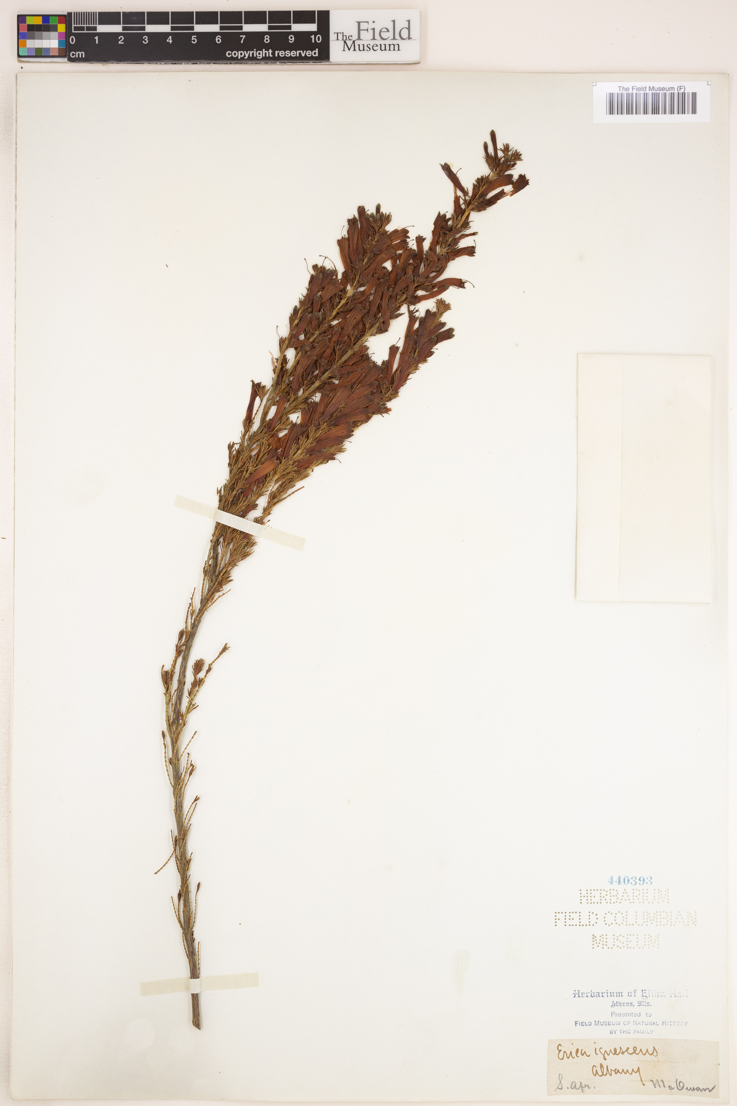 Erica curviflora image