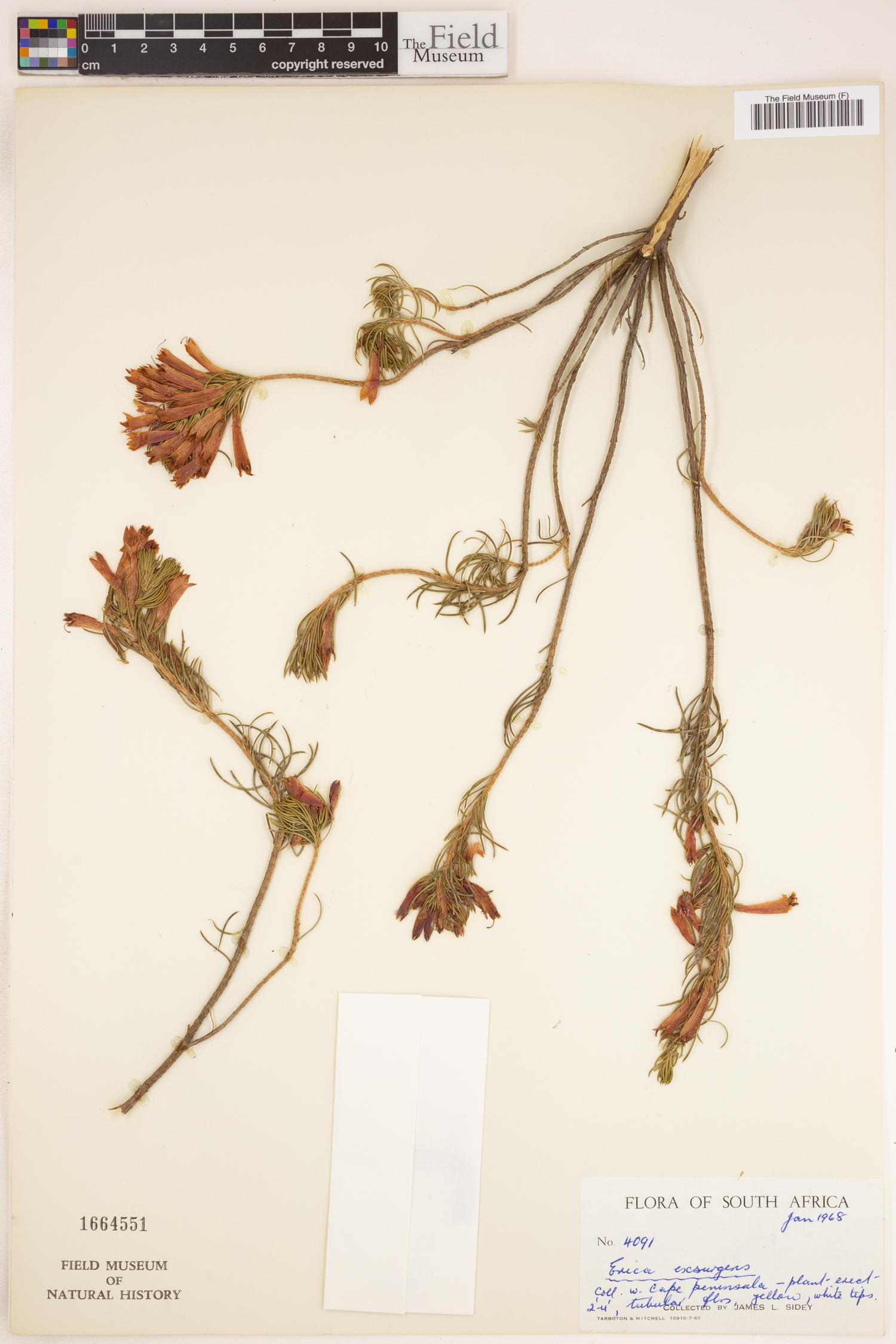 Erica grandiflora subsp. grandiflora image