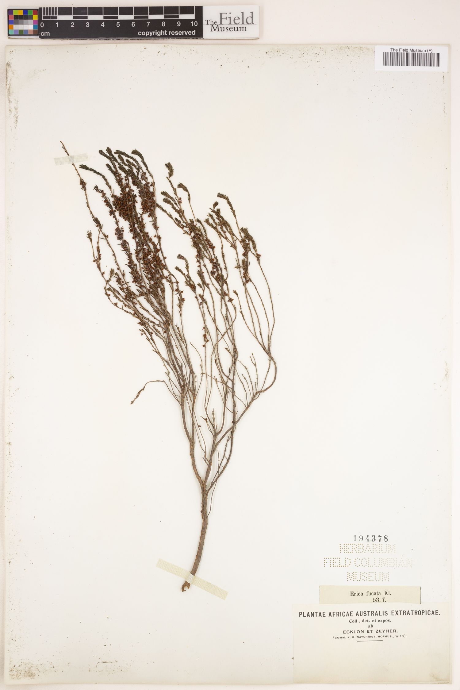 Erica rubiginosa image