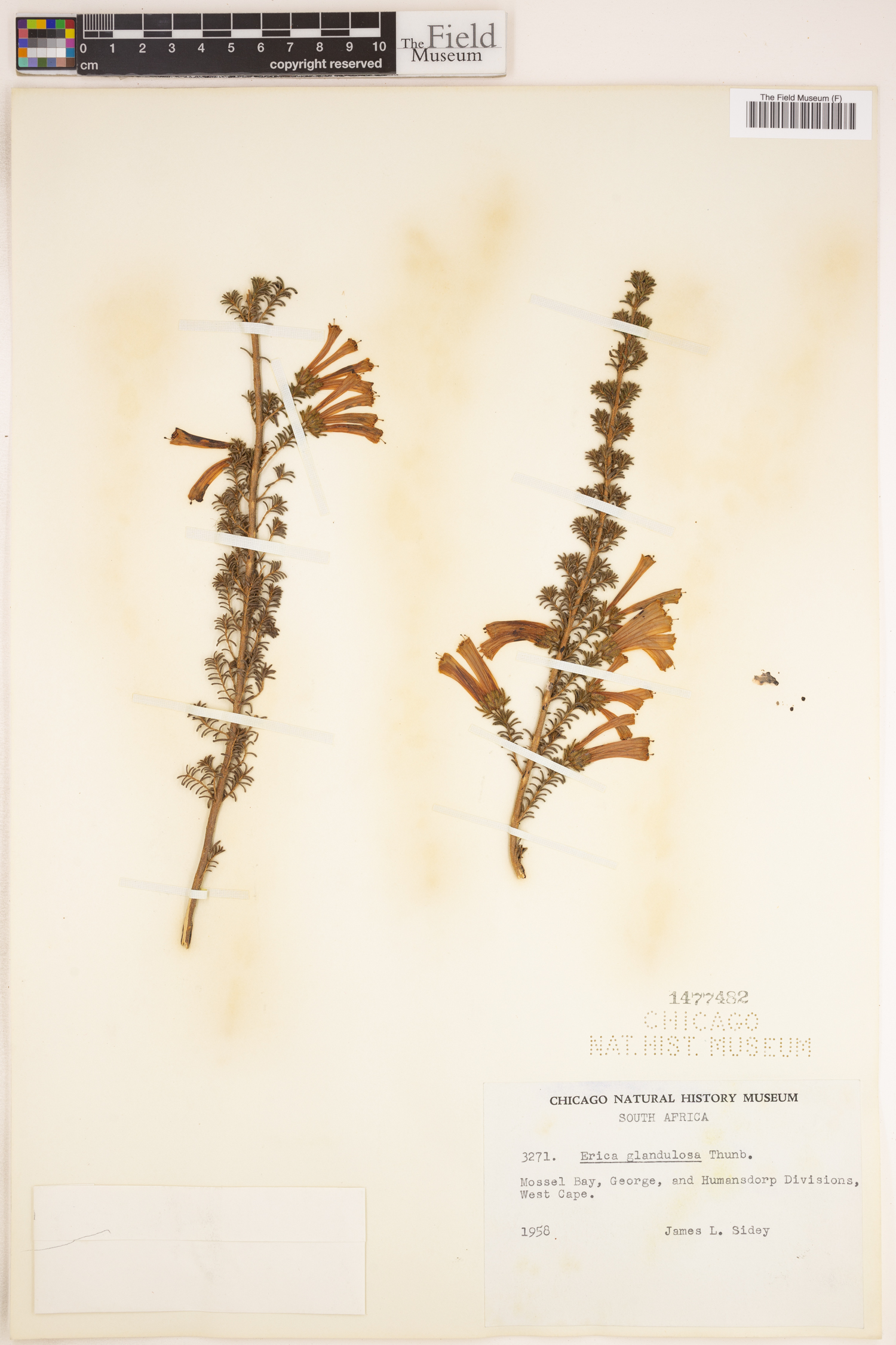 Erica glandulosa image