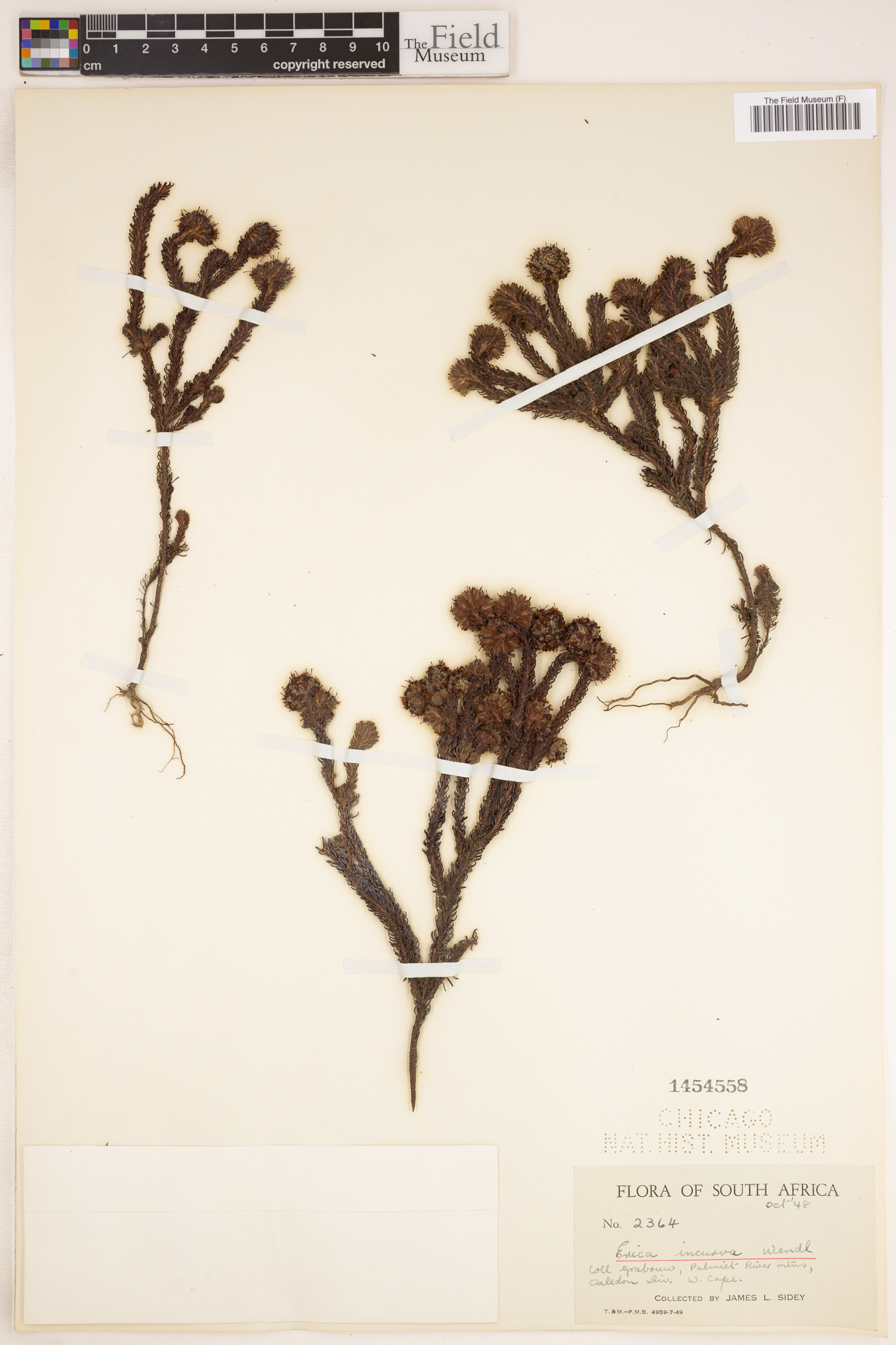 Erica bruniifolia image