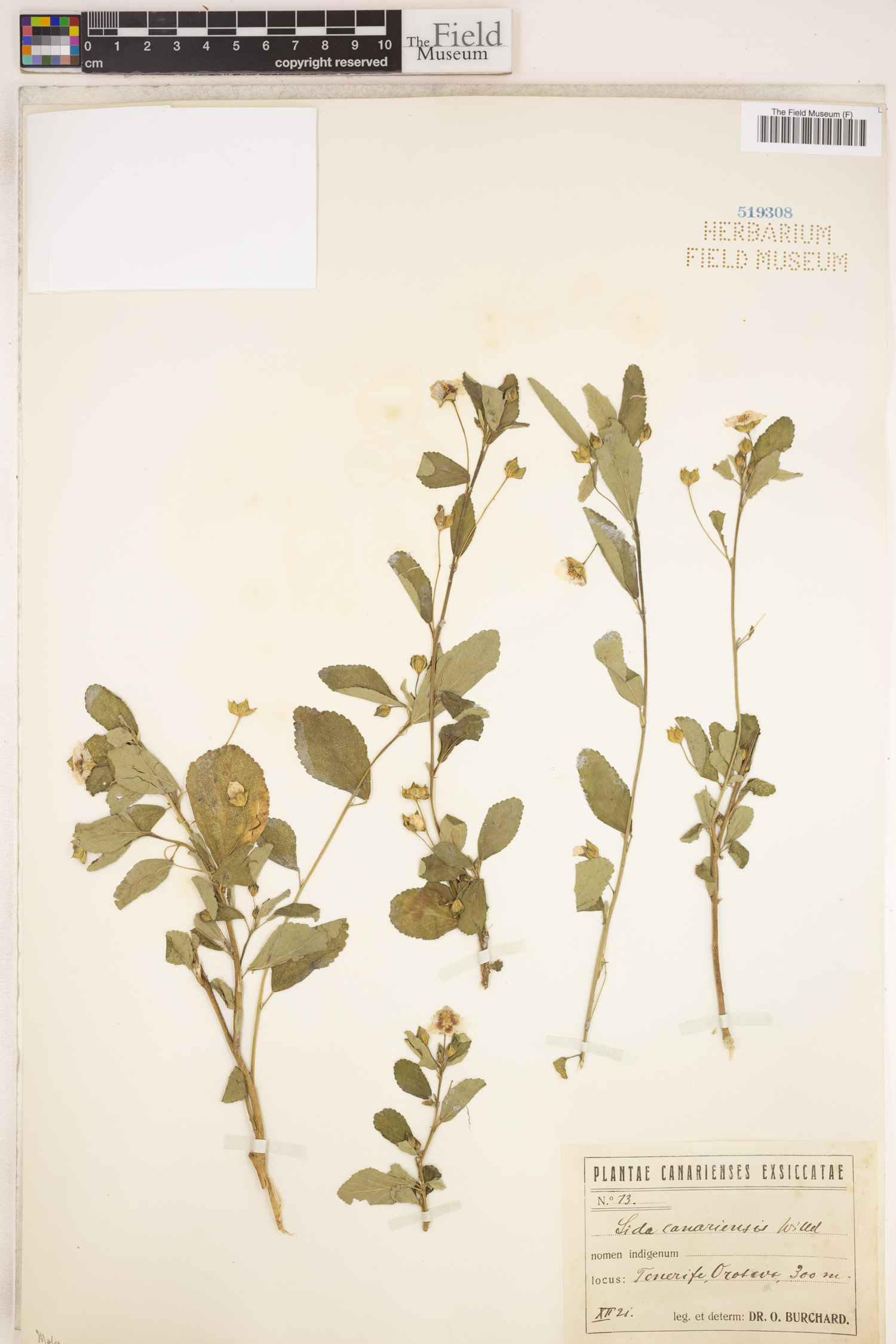 Sida rhombifolia subsp. rhombifolia image