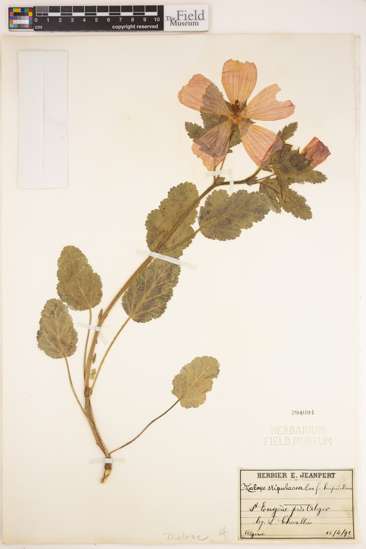 Malope malacoides subsp. stipulacea image