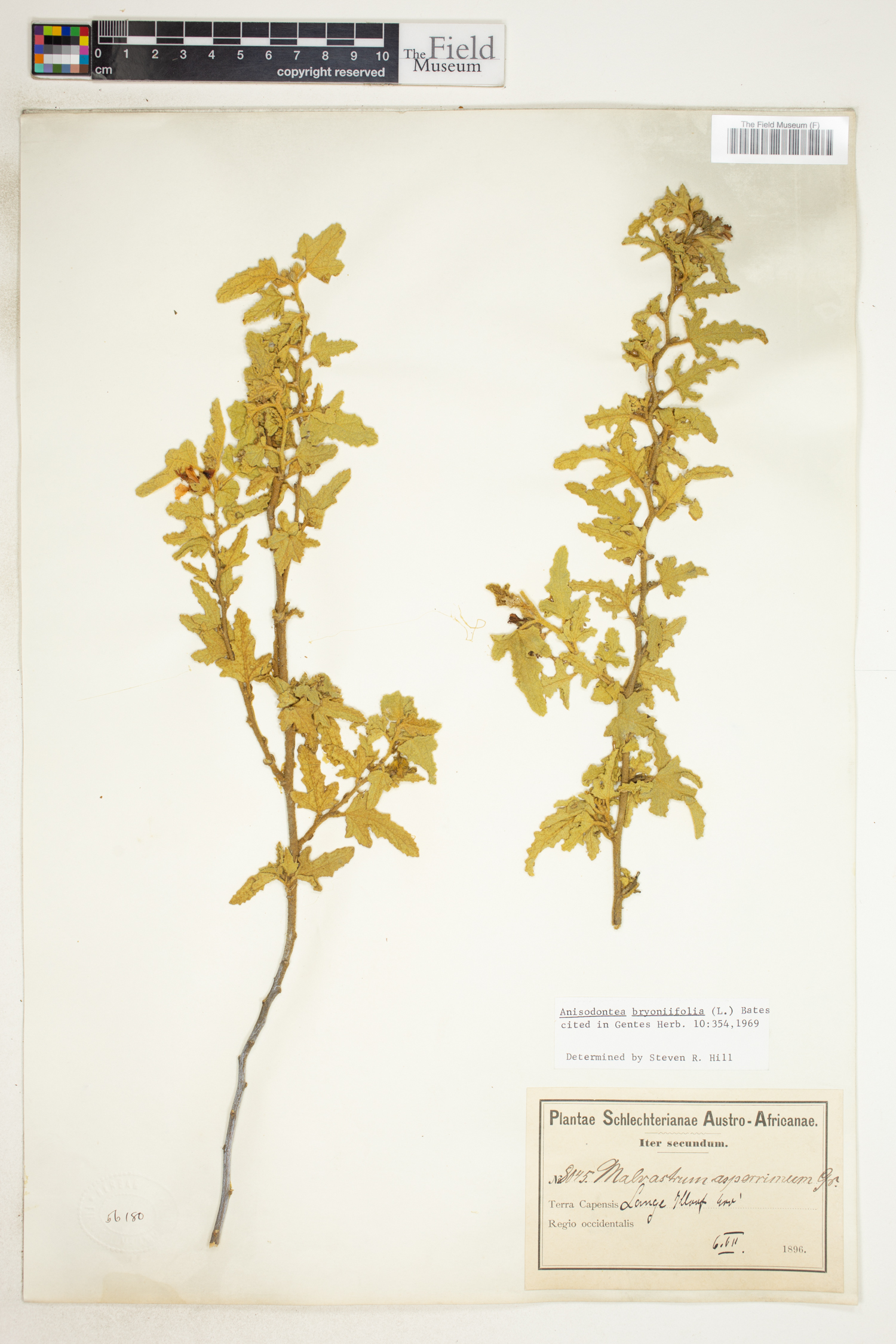 Anisodontea bryoniifolia image