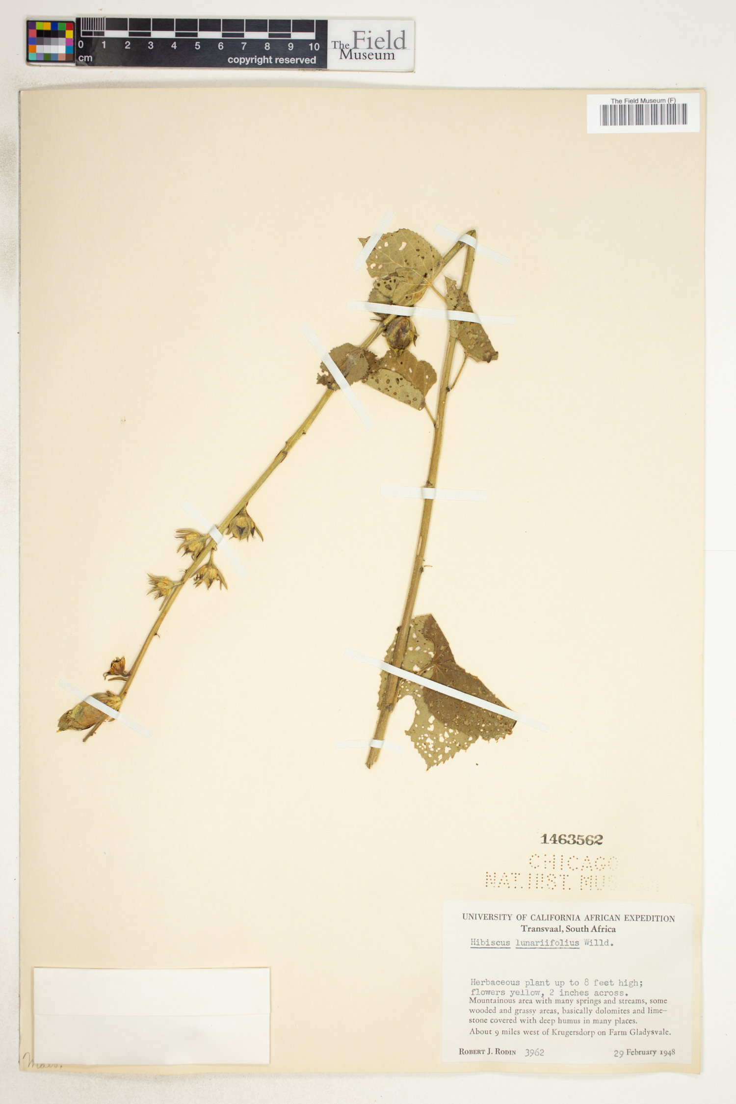 Hibiscus lunarifolius image