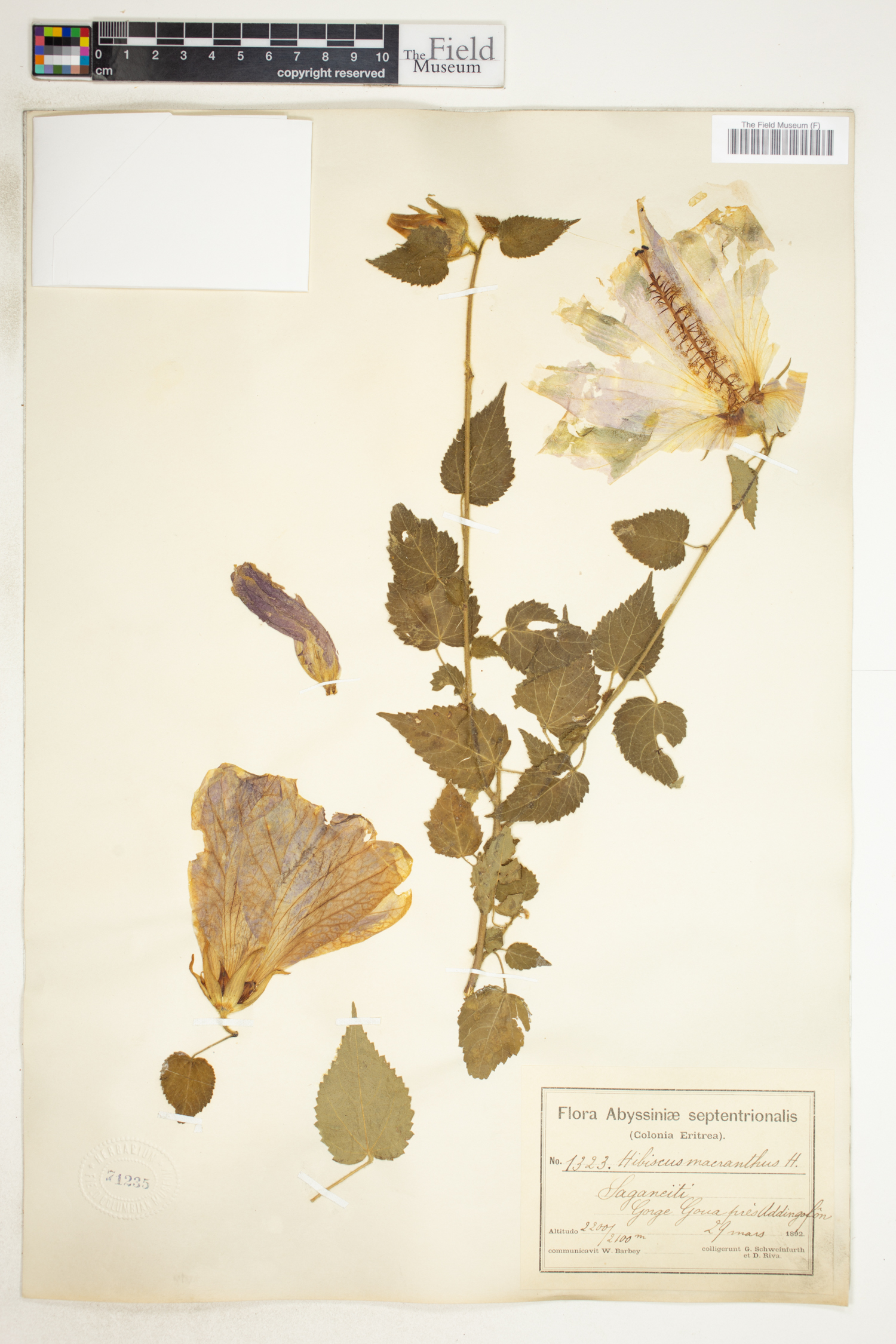 Hibiscus macranthus image