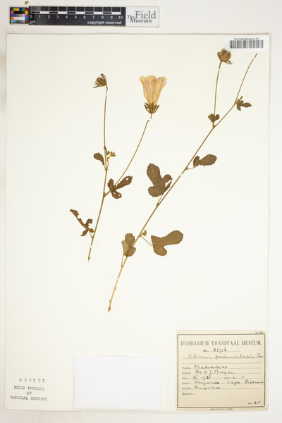 Hibiscus pedunculatus image