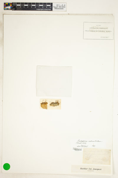 Eucladium verticillatum image