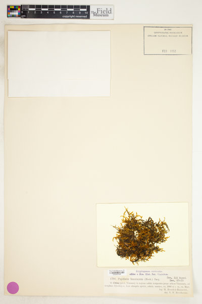 Cryptopapillaria fuscescens image