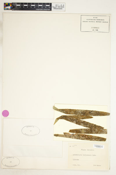 Ephemeropsis tjibodensis image