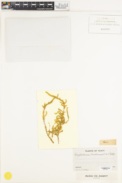 Calyptothecium urvilleanum image