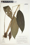 Spathiphyllum laeve image