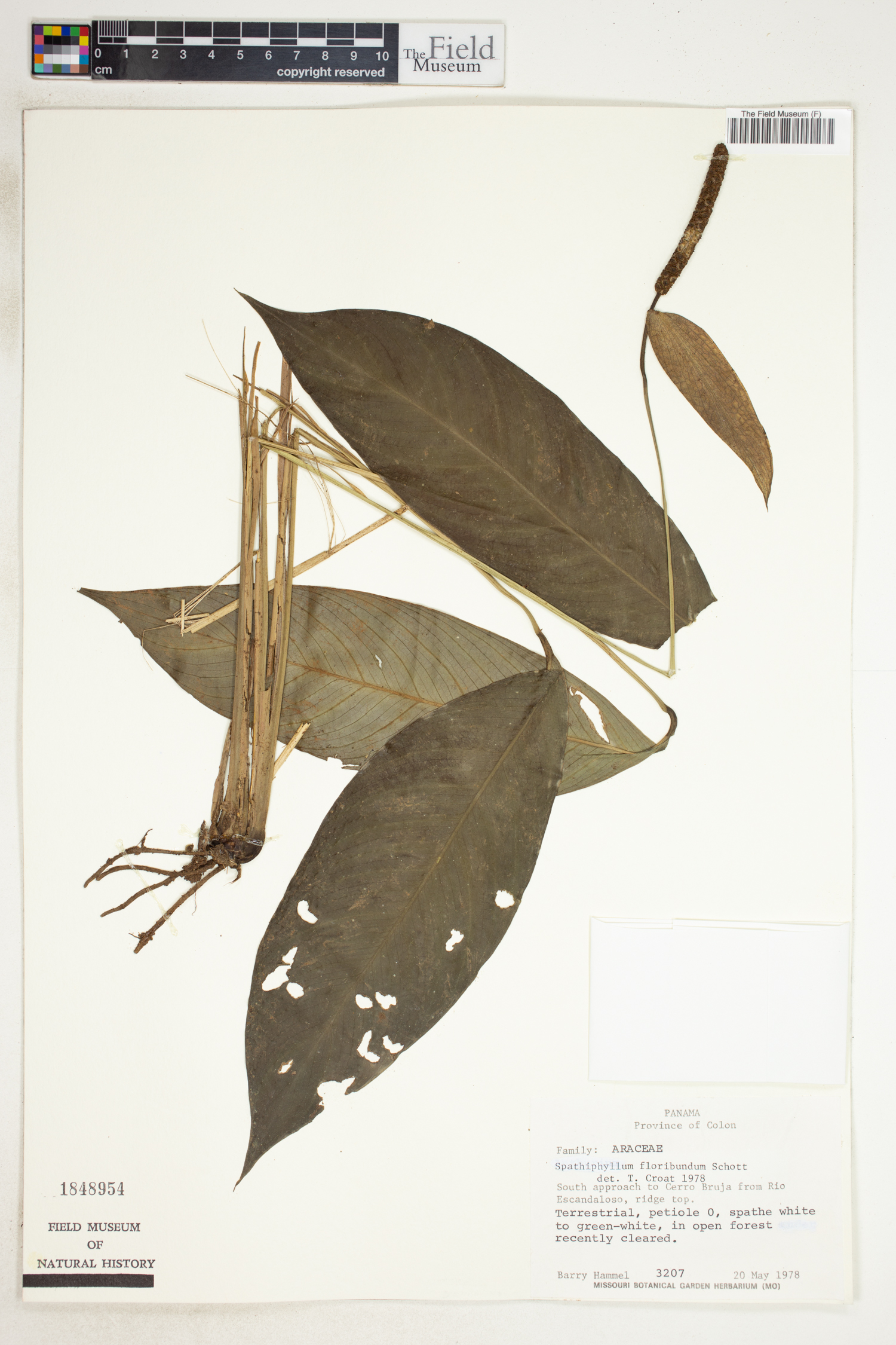 Spathiphyllum floribundum image