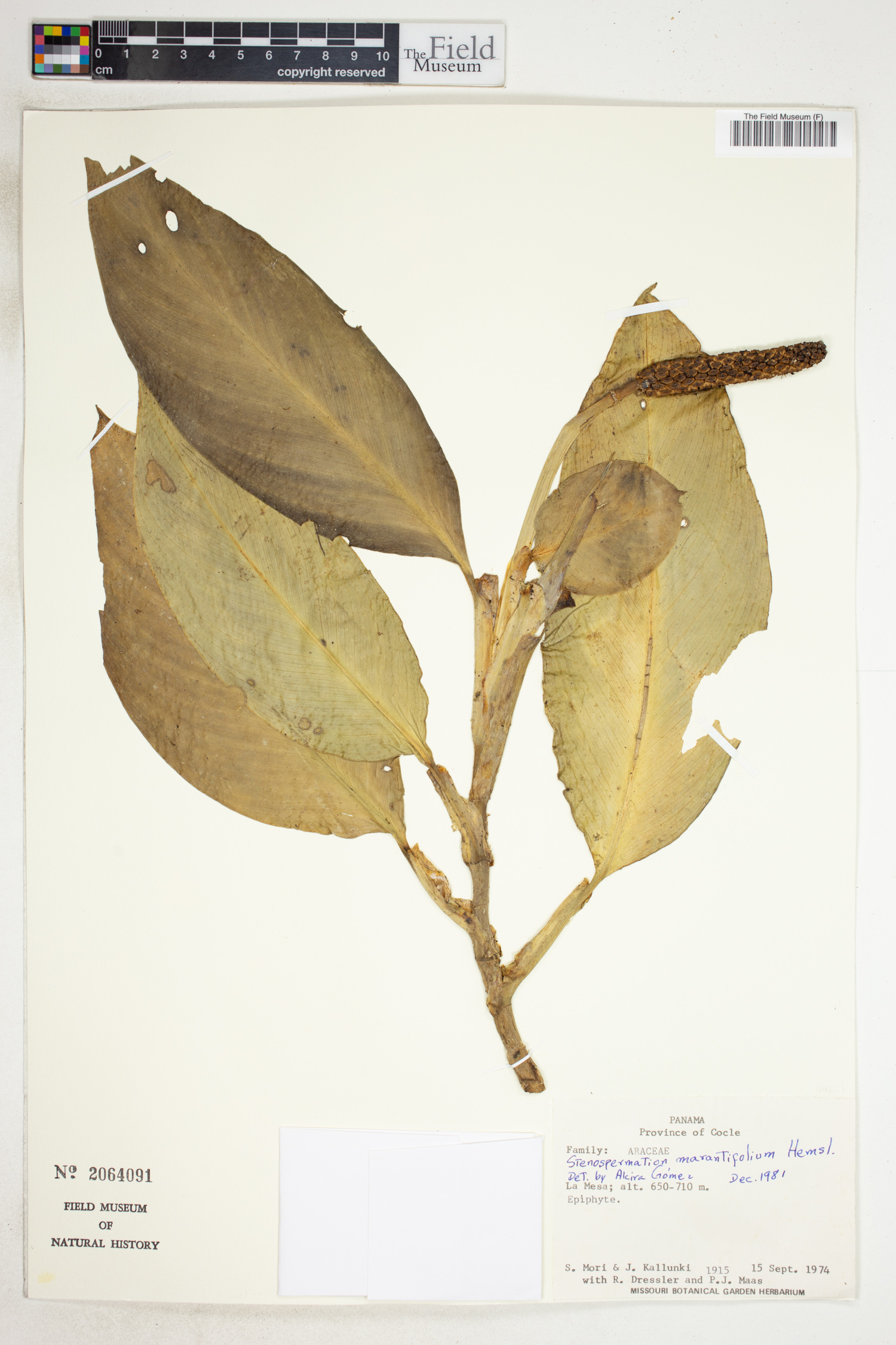 Stenospermation marantifolium image