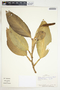 Stenospermation marantifolium image
