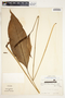 Spathiphyllum laeve image