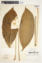 Spathiphyllum laeve image
