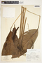 Spathiphyllum laeve image