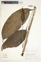 Spathiphyllum laeve image