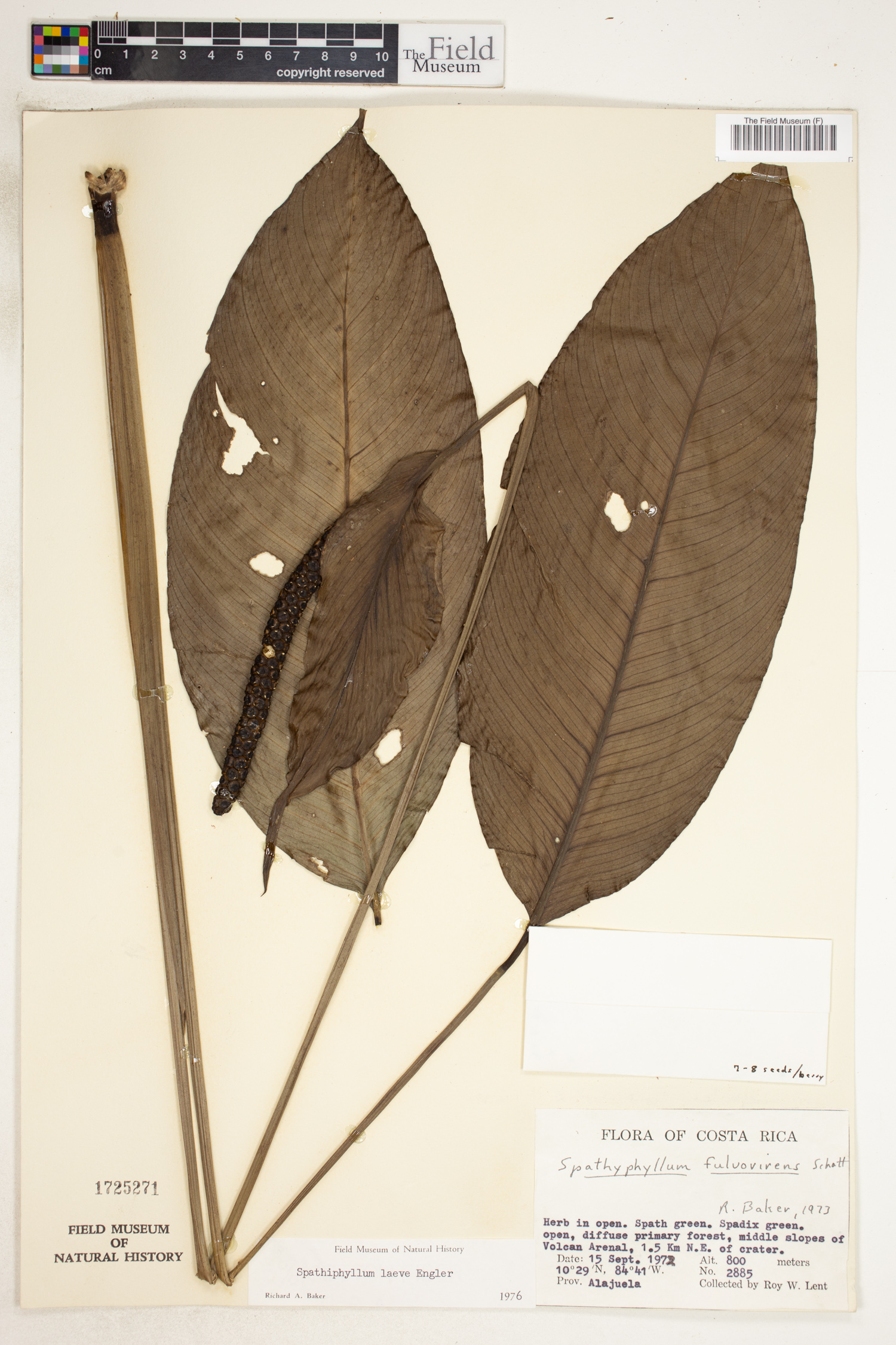 Spathiphyllum laeve image