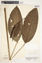 Spathiphyllum laeve image