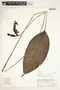 Spathiphyllum laeve image