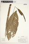 Spathiphyllum laeve image