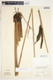 Spathiphyllum laeve image