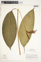 Spathiphyllum laeve image